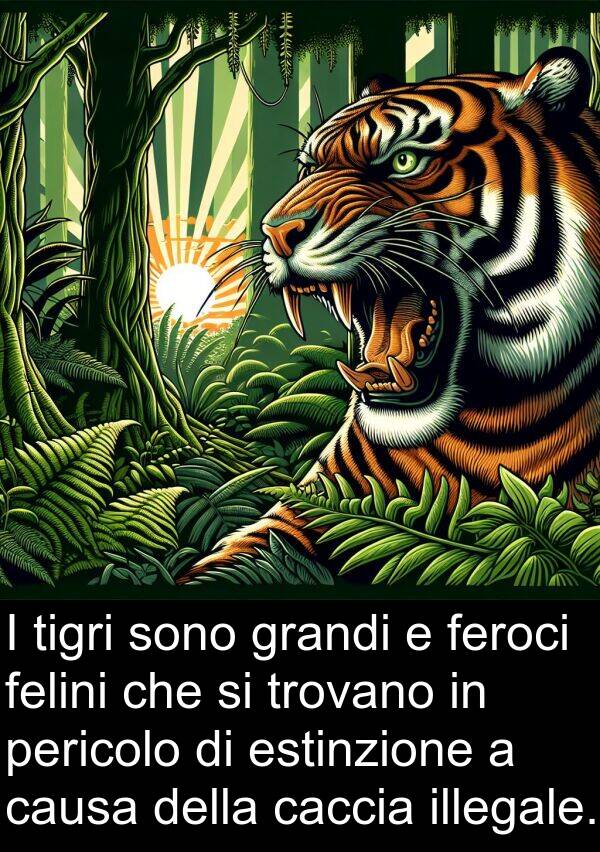 feroci: I tigri sono grandi e feroci felini che si trovano in pericolo di estinzione a causa della caccia illegale.