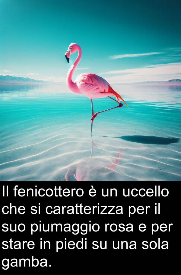 piumaggio: Il fenicottero è un uccello che si caratterizza per il suo piumaggio rosa e per stare in piedi su una sola gamba.