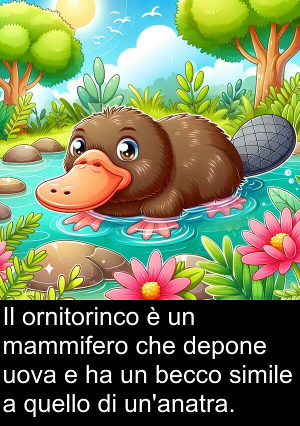 becco: Il ornitorinco è un mammifero che depone uova e ha un becco simile a quello di un'anatra.