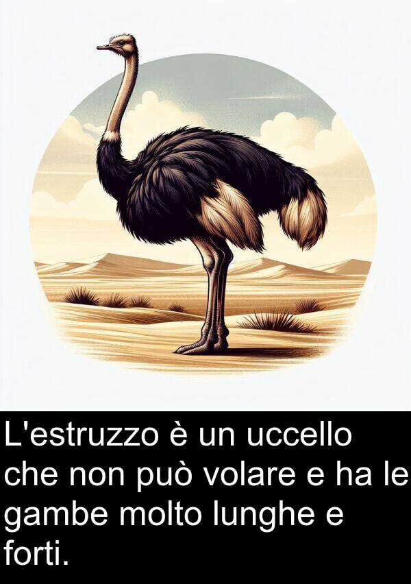 gambe: L'estruzzo è un uccello che non può volare e ha le gambe molto lunghe e forti.