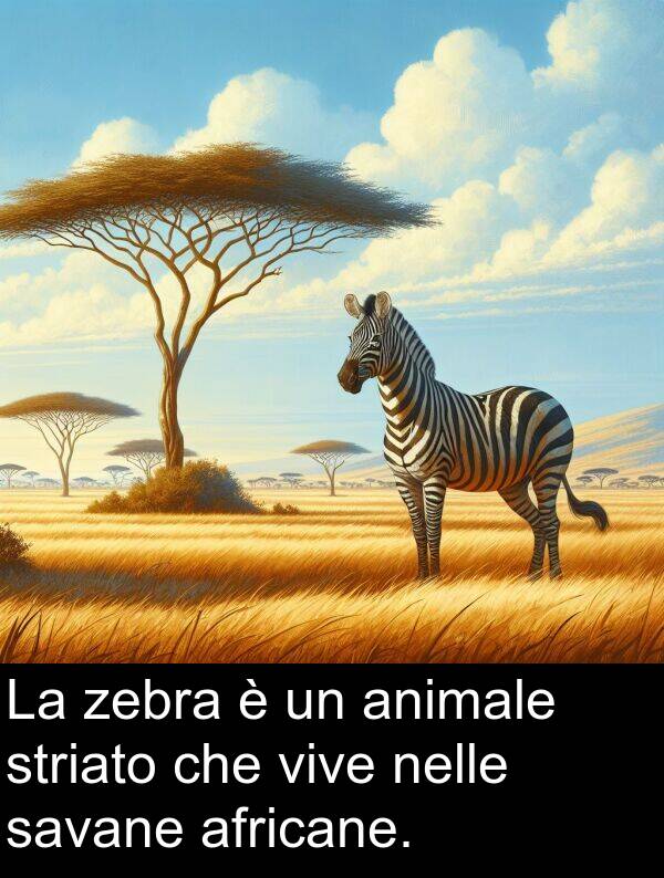 nelle: La zebra è un animale striato che vive nelle savane africane.