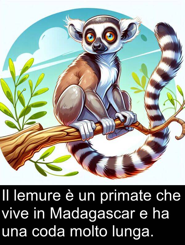 lemure: Il lemure è un primate che vive in Madagascar e ha una coda molto lunga.