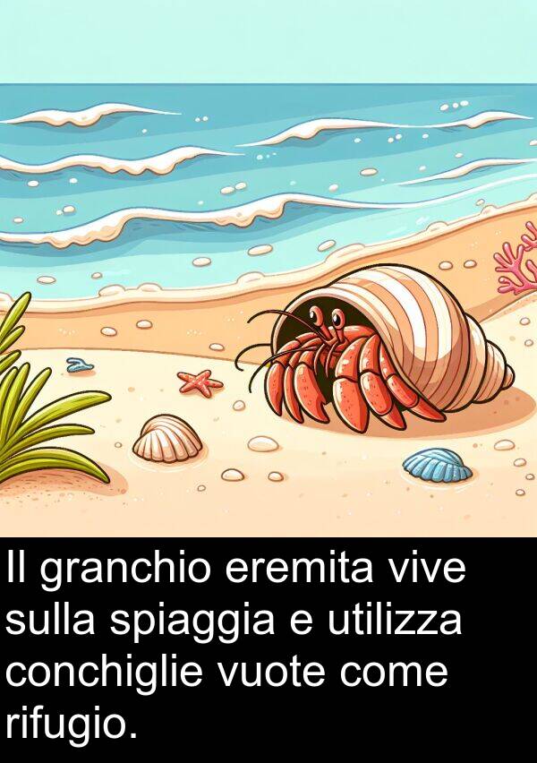 come: Il granchio eremita vive sulla spiaggia e utilizza conchiglie vuote come rifugio.