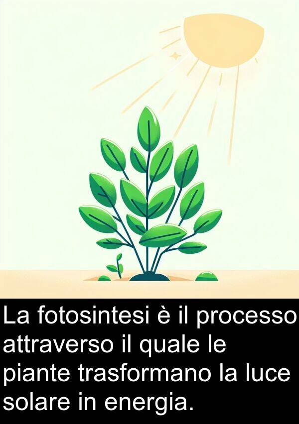 quale: La fotosintesi è il processo attraverso il quale le piante trasformano la luce solare in energia.