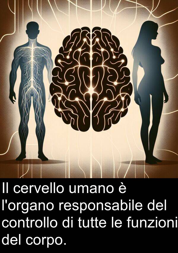 umano: Il cervello umano è l'organo responsabile del controllo di tutte le funzioni del corpo.