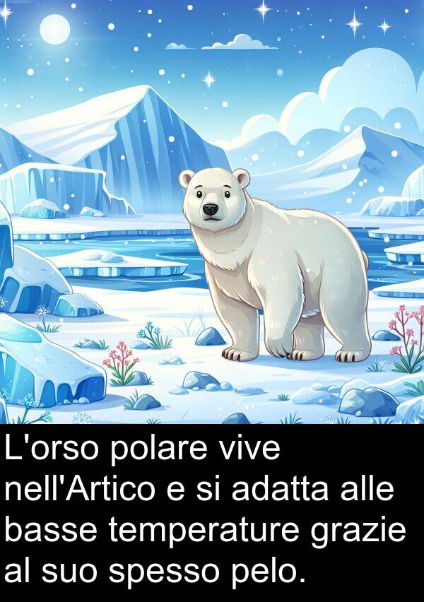 temperature: L'orso polare vive nell'Artico e si adatta alle basse temperature grazie al suo spesso pelo.