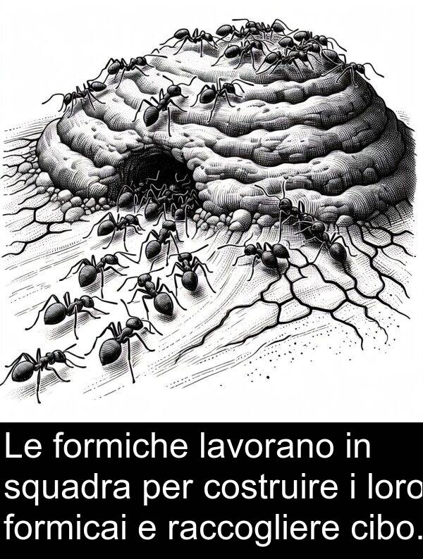 raccogliere: Le formiche lavorano in squadra per costruire i loro formicai e raccogliere cibo.