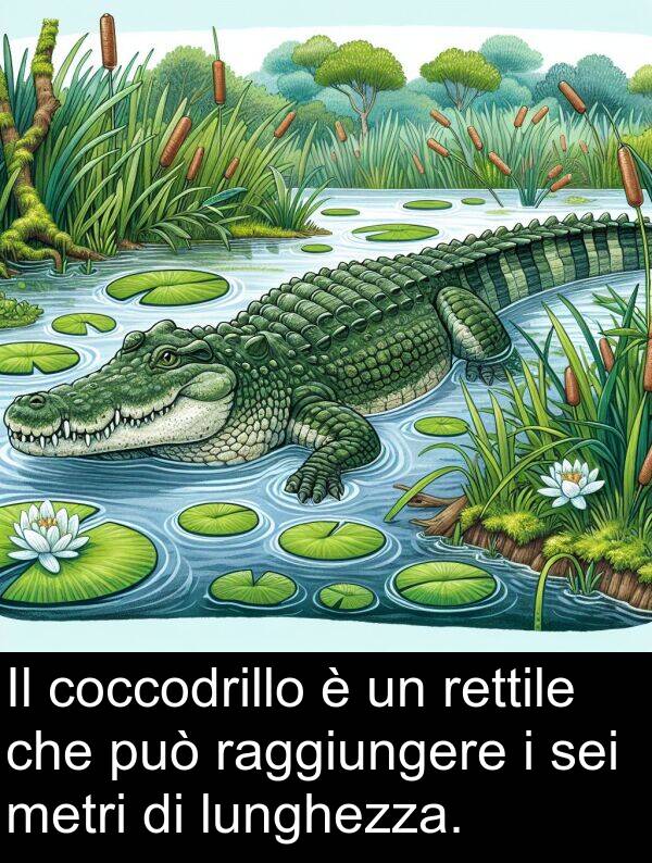 raggiungere: Il coccodrillo è un rettile che può raggiungere i sei metri di lunghezza.