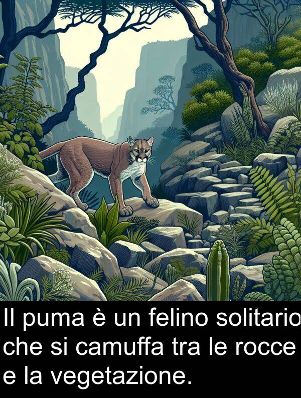 felino: Il puma è un felino solitario che si camuffa tra le rocce e la vegetazione.