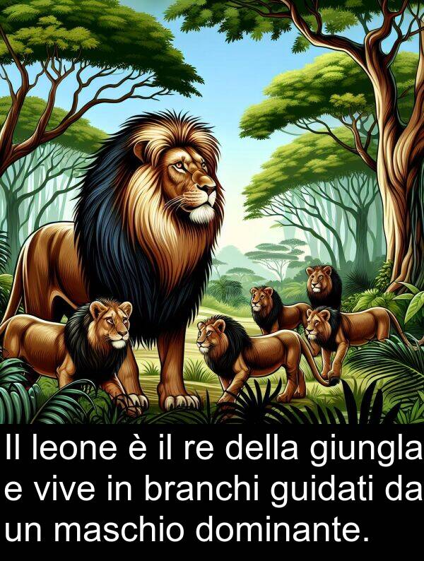 giungla: Il leone è il re della giungla e vive in branchi guidati da un maschio dominante.