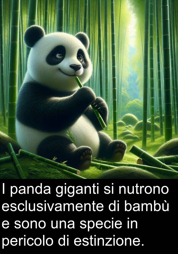 panda: I panda giganti si nutrono esclusivamente di bambù e sono una specie in pericolo di estinzione.