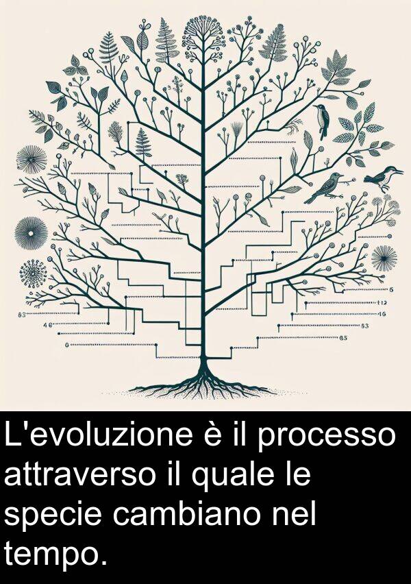 cambiano: L'evoluzione è il processo attraverso il quale le specie cambiano nel tempo.