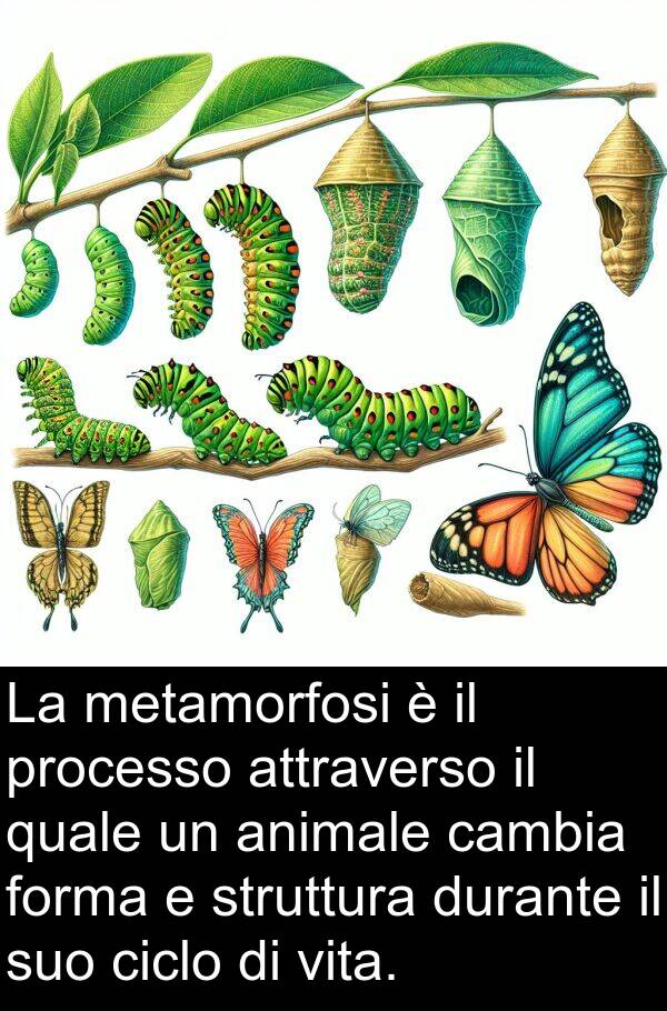 cambia: La metamorfosi è il processo attraverso il quale un animale cambia forma e struttura durante il suo ciclo di vita.