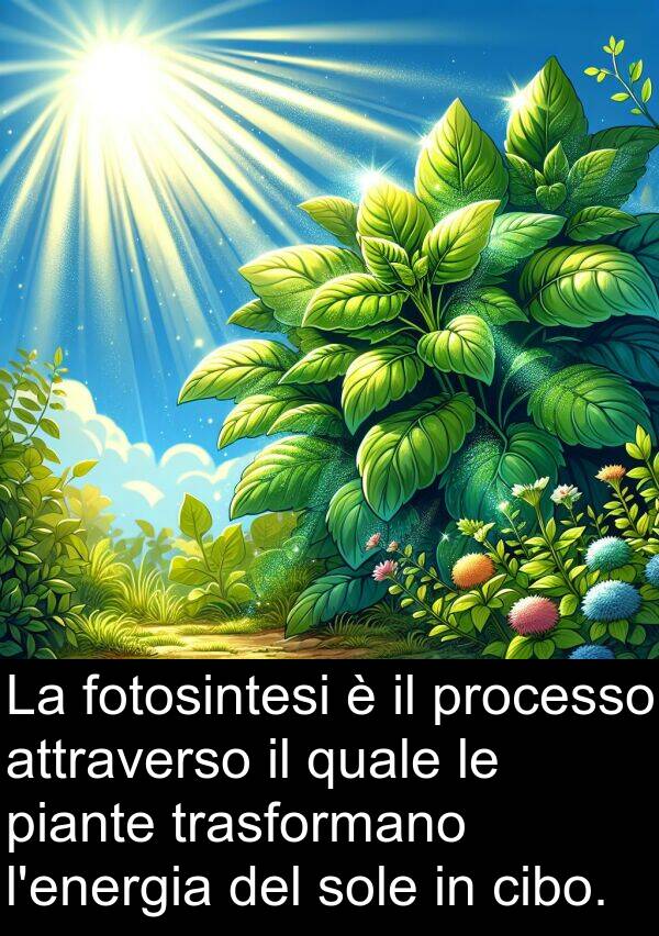 quale: La fotosintesi è il processo attraverso il quale le piante trasformano l'energia del sole in cibo.