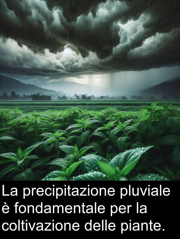 piante: La precipitazione pluviale è fondamentale per la coltivazione delle piante.