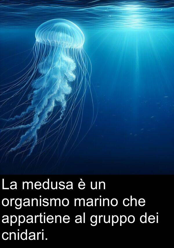 marino: La medusa è un organismo marino che appartiene al gruppo dei cnidari.