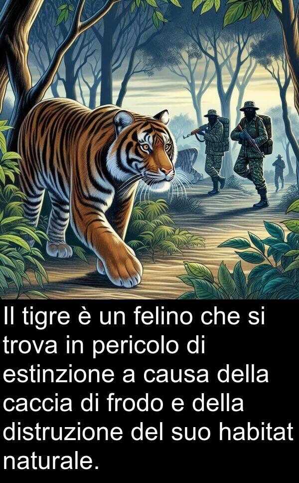 felino: Il tigre è un felino che si trova in pericolo di estinzione a causa della caccia di frodo e della distruzione del suo habitat naturale.