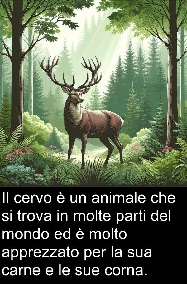 corna: Il cervo è un animale che si trova in molte parti del mondo ed è molto apprezzato per la sua carne e le sue corna.