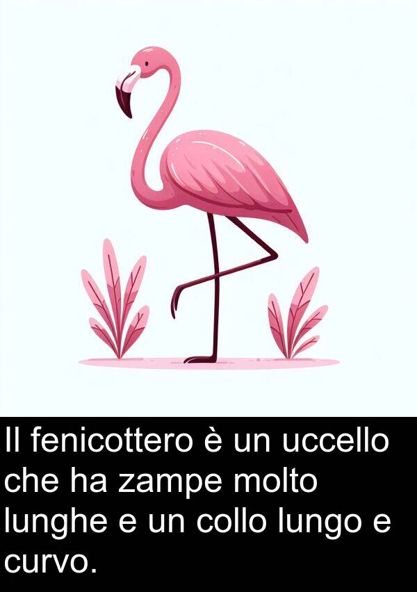 zampe: Il fenicottero è un uccello che ha zampe molto lunghe e un collo lungo e curvo.