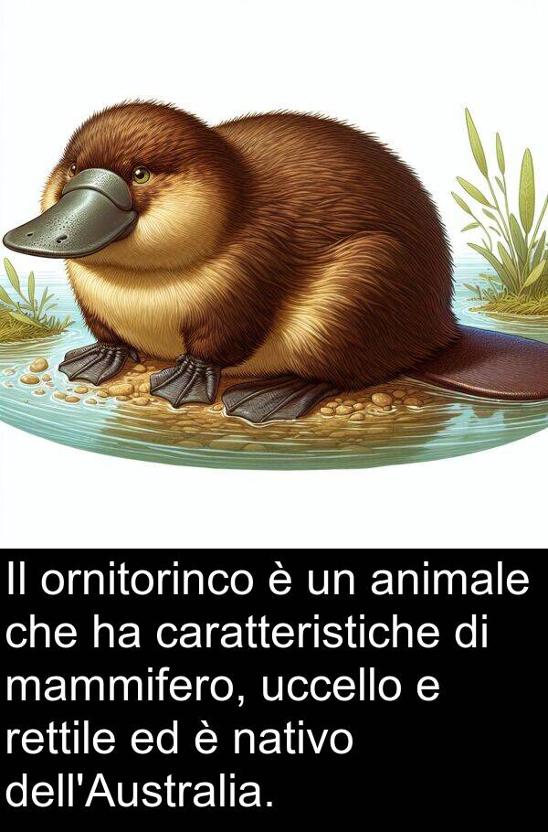 nativo: Il ornitorinco è un animale che ha caratteristiche di mammifero, uccello e rettile ed è nativo dell'Australia.