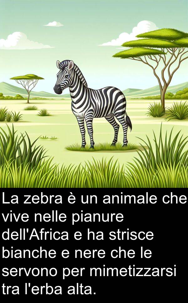 nelle: La zebra è un animale che vive nelle pianure dell'Africa e ha strisce bianche e nere che le servono per mimetizzarsi tra l'erba alta.