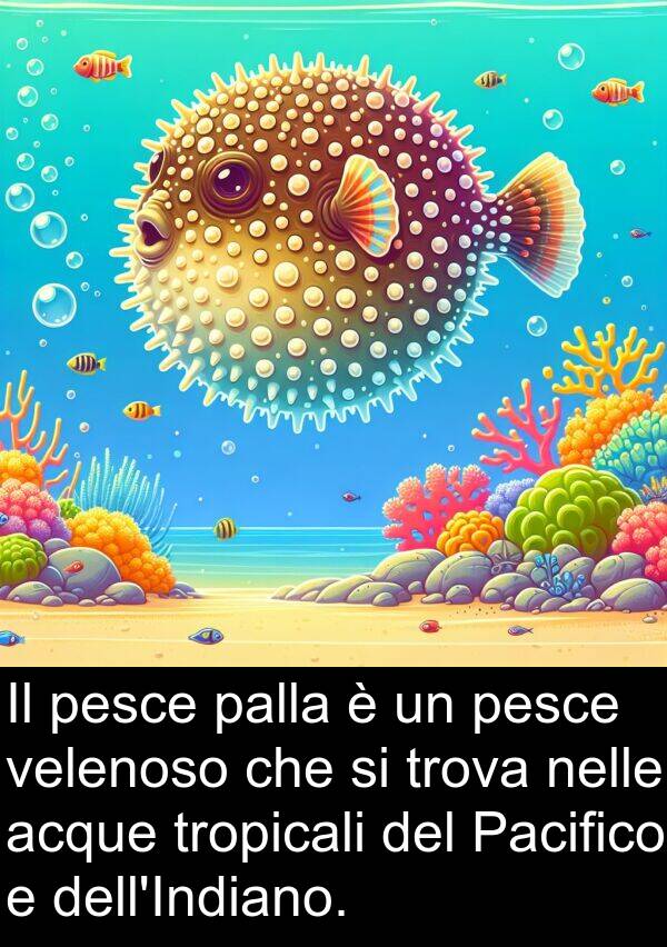 nelle: Il pesce palla è un pesce velenoso che si trova nelle acque tropicali del Pacifico e dell'Indiano.