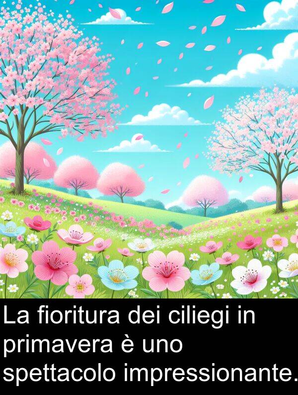 impressionante: La fioritura dei ciliegi in primavera è uno spettacolo impressionante.