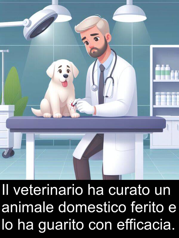 ferito: Il veterinario ha curato un animale domestico ferito e lo ha guarito con efficacia.