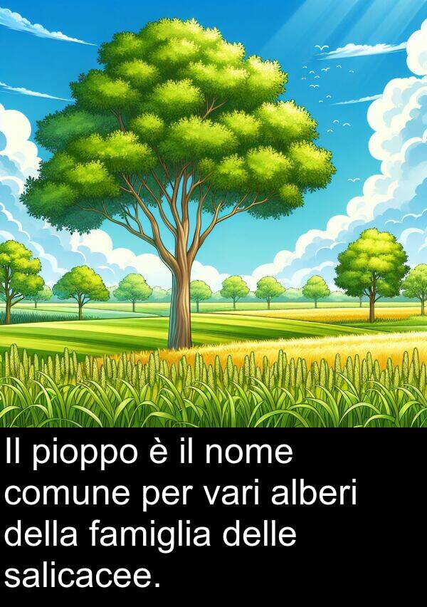 pioppo: Il pioppo è il nome comune per vari alberi della famiglia delle salicacee.