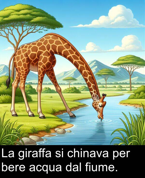 acqua: La giraffa si chinava per bere acqua dal fiume.