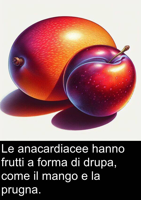 come: Le anacardiacee hanno frutti a forma di drupa, come il mango e la prugna.