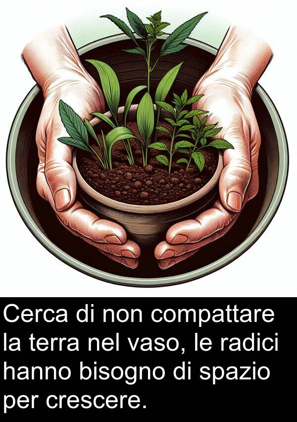 radici: Cerca di non compattare la terra nel vaso, le radici hanno bisogno di spazio per crescere.