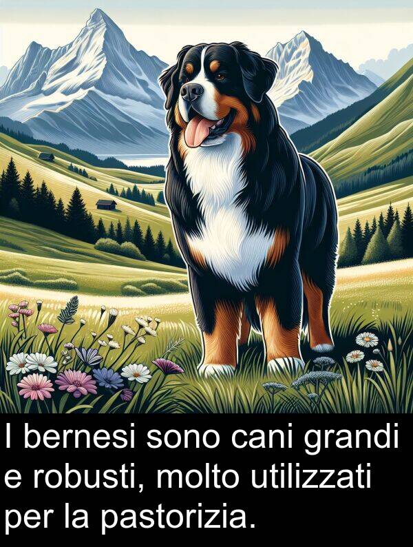 robusti: I bernesi sono cani grandi e robusti, molto utilizzati per la pastorizia.