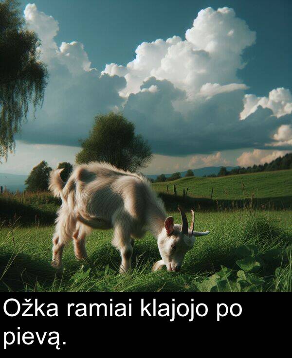 ramiai: Ožka ramiai klajojo po pievą.