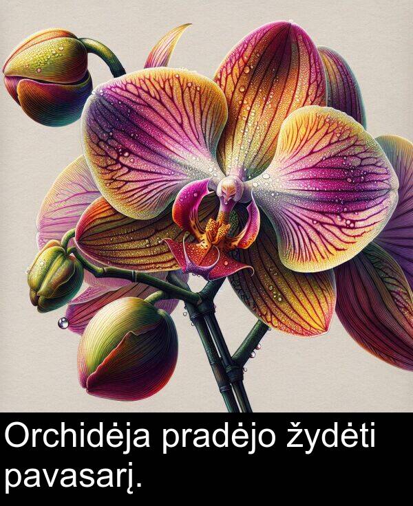 pavasarį: Orchidėja pradėjo žydėti pavasarį.