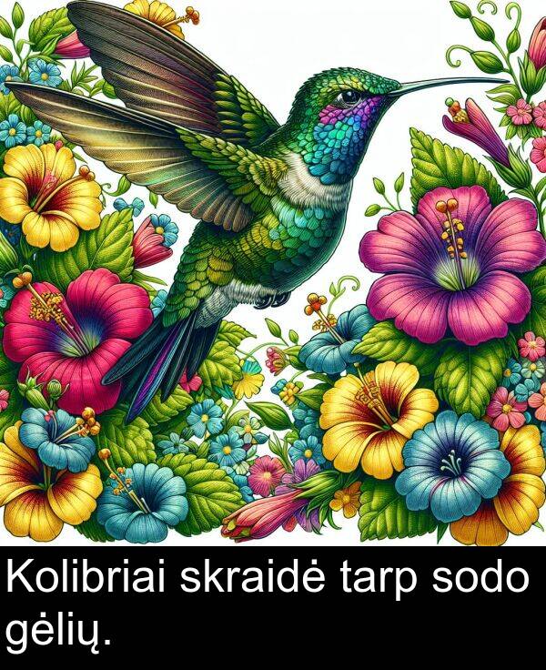 tarp: Kolibriai skraidė tarp sodo gėlių.