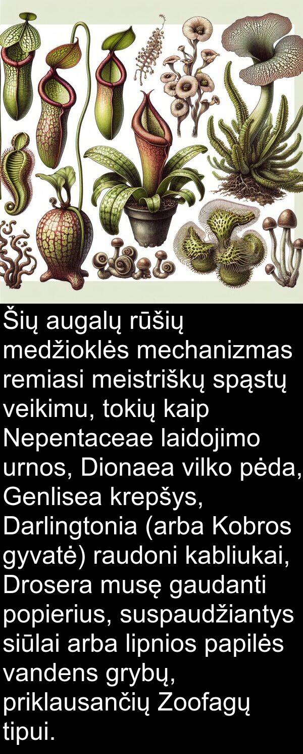 urnos: Šių augalų rūšių medžioklės mechanizmas remiasi meistriškų spąstų veikimu, tokių kaip Nepentaceae laidojimo urnos, Dionaea vilko pėda, Genlisea krepšys, Darlingtonia (arba Kobros gyvatė) raudoni kabliukai, Drosera musę gaudanti popierius, suspaudžiantys siūlai arba lipnios papilės vandens grybų, priklausančių Zoofagų tipui.