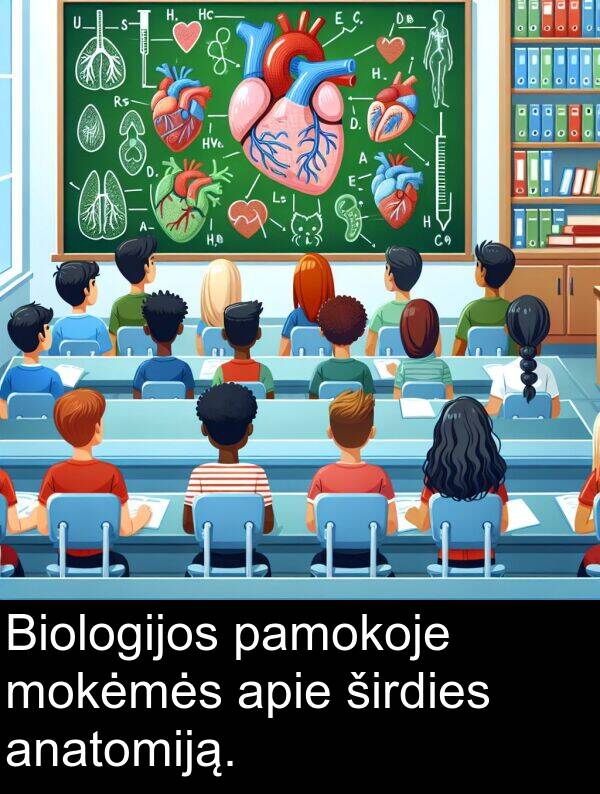 mokėmės: Biologijos pamokoje mokėmės apie širdies anatomiją.