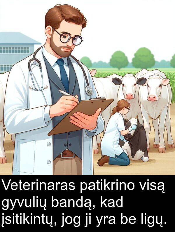 jog: Veterinaras patikrino visą gyvulių bandą, kad įsitikintų, jog ji yra be ligų.