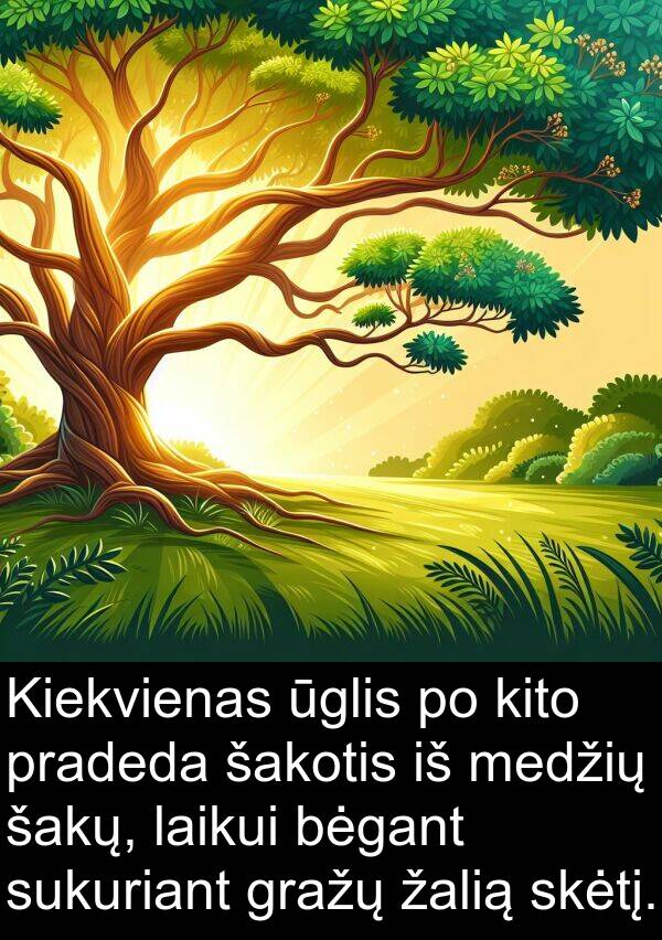 ūglis: Kiekvienas ūglis po kito pradeda šakotis iš medžių šakų, laikui bėgant sukuriant gražų žalią skėtį.