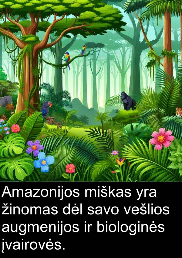 miškas: Amazonijos miškas yra žinomas dėl savo vešlios augmenijos ir biologinės įvairovės.