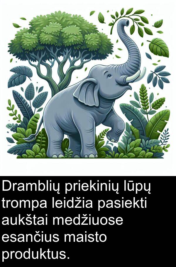 maisto: Dramblių priekinių lūpų trompa leidžia pasiekti aukštai medžiuose esančius maisto produktus.