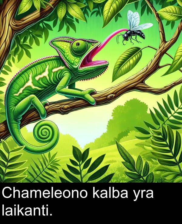 kalba: Chameleono kalba yra laikanti.