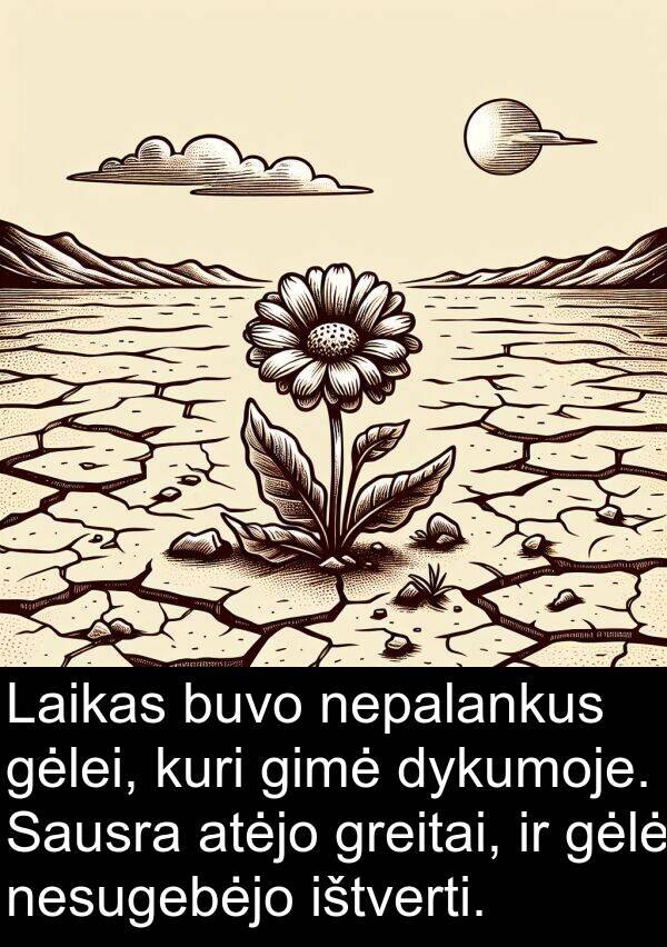 gimė: Laikas buvo nepalankus gėlei, kuri gimė dykumoje. Sausra atėjo greitai, ir gėlė nesugebėjo ištverti.