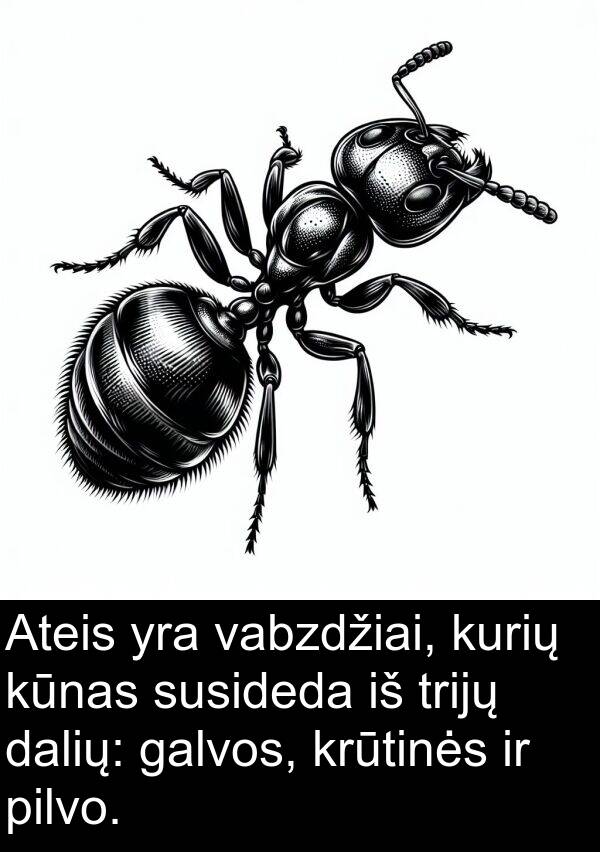 vabzdžiai: Ateis yra vabzdžiai, kurių kūnas susideda iš trijų dalių: galvos, krūtinės ir pilvo.