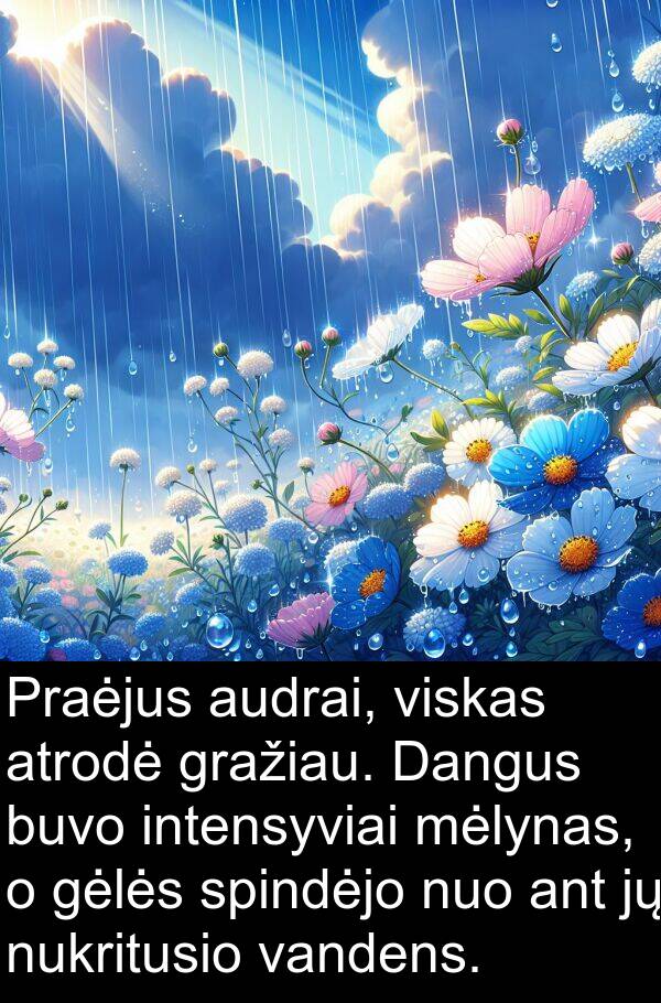 mėlynas: Praėjus audrai, viskas atrodė gražiau. Dangus buvo intensyviai mėlynas, o gėlės spindėjo nuo ant jų nukritusio vandens.