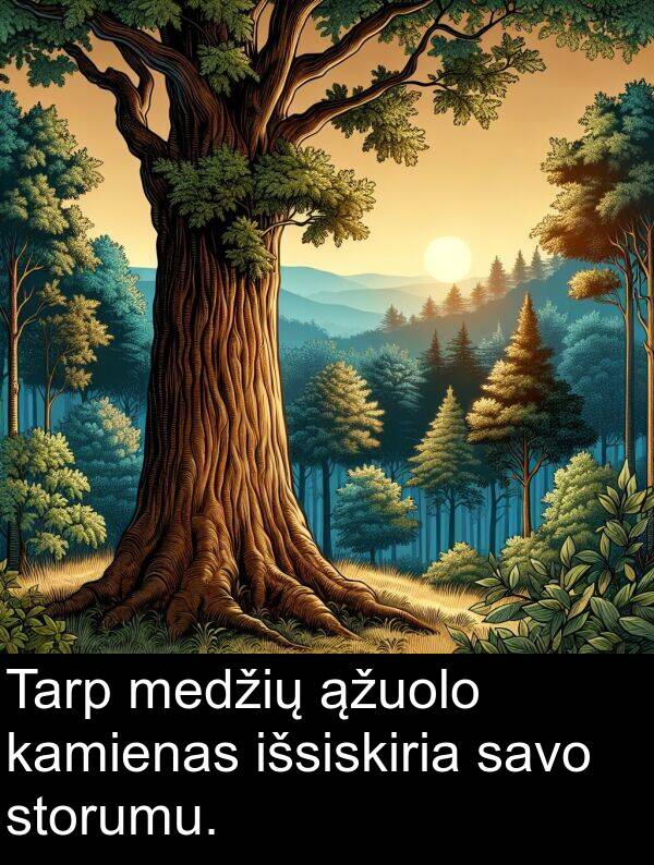 medžių: Tarp medžių ąžuolo kamienas išsiskiria savo storumu.