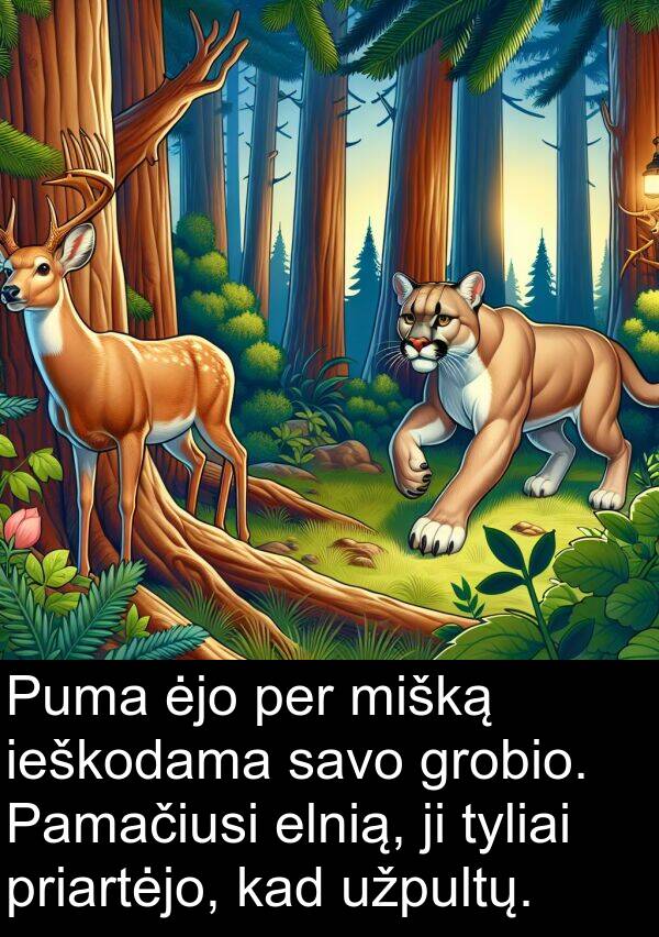 ieškodama: Puma ėjo per mišką ieškodama savo grobio. Pamačiusi elnią, ji tyliai priartėjo, kad užpultų.