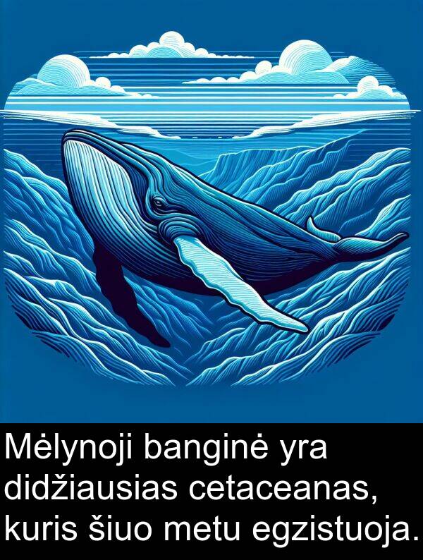 cetaceanas: Mėlynoji banginė yra didžiausias cetaceanas, kuris šiuo metu egzistuoja.