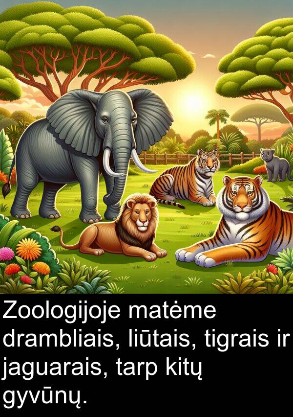 jaguarais: Zoologijoje matėme drambliais, liūtais, tigrais ir jaguarais, tarp kitų gyvūnų.